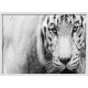 Topný obraz - Bílý tygr