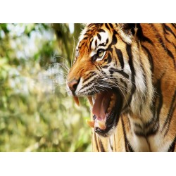 Topný obraz - Tygří řev