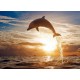 Topný obraz - Skákající delfín