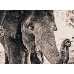 Topný obraz - Černobílý slon