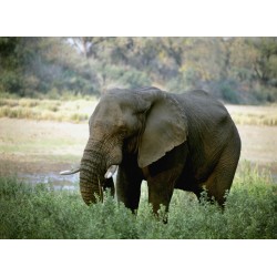 Topný obraz - Slon v trávě
