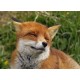 Topný obraz - Smějící se liška