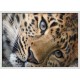 Topný obraz - Leopard