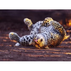 Topný obraz - Leopard na zádech