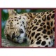 Topný obraz - Spící leopard