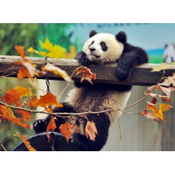 Topný obraz - Panda