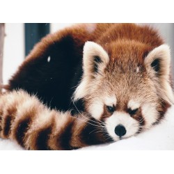 Topný obraz - Panda červená
