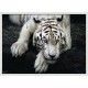 Topný obraz - Ležící bílý tygr