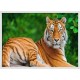 Topný obraz -Tygr sibiřský