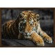 Topný obraz - Tygr bengálský