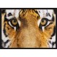 Topný obraz - Tygří pohled