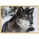 Topný obraz - Vlk kanadský