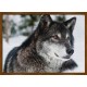 Topný obraz - Vlk kanadský