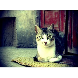 Topný obraz - Kočičí pohled