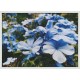 Topný obraz - Modré květy