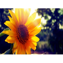 Topný obraz - Slunečnice v letních paprscích
