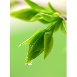 Topný obraz - Zelená rostlina