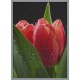 Topný obraz - Orosený tulipán