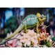 Topný obraz - Chameleon