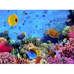 Topný obraz - Korálový útes