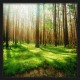 Topný obraz - Lesní ráj