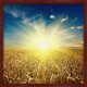 Topný obraz - Slunce nad polem