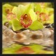 Topný obraz - Žlutozelená orchidej