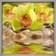 Topný obraz - Žlutozelená orchidej