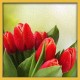 Topný obraz - Červené tulipány