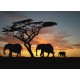 Topný obraz - Silueta slonů