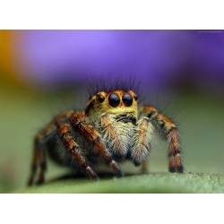 Topný obraz - Pavouk