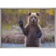Topný obraz - Medvěd