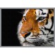 Topný obraz - Tygr ve tmě