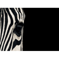 Topný obraz - Zebra ve tmě