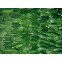 Topný obraz - Zelené listy