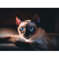Topný obraz - Kočičí princ