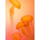 Topný obraz - Oranžové medúzy