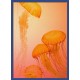Topný obraz - Oranžové medúzy