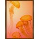 Topný obraz - Oranžové medúzy