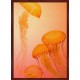 Topný obraz - Oranžové medúzy