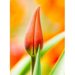 Topný obraz - Okvětný jazýček