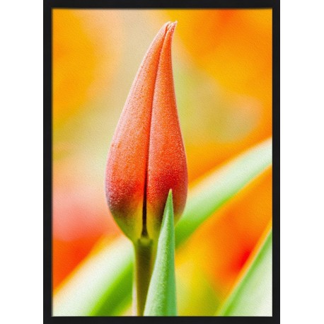 Topný obraz - Okvětný jazýček