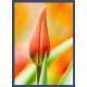 Topný obraz - Okvětný jazýček