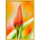 Topný obraz - Okvětný jazýček