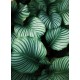 Topný obraz - Tropické listí