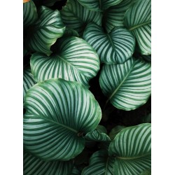 Topný obraz - Tropické listí