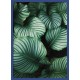 Topný obraz - Tropické listí