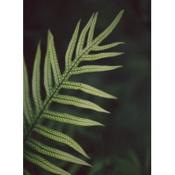 Topný obraz - Kapradinové detaily