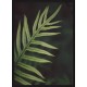 Topný obraz - Kapradinové detaily