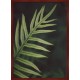 Topný obraz - Kapradinové detaily